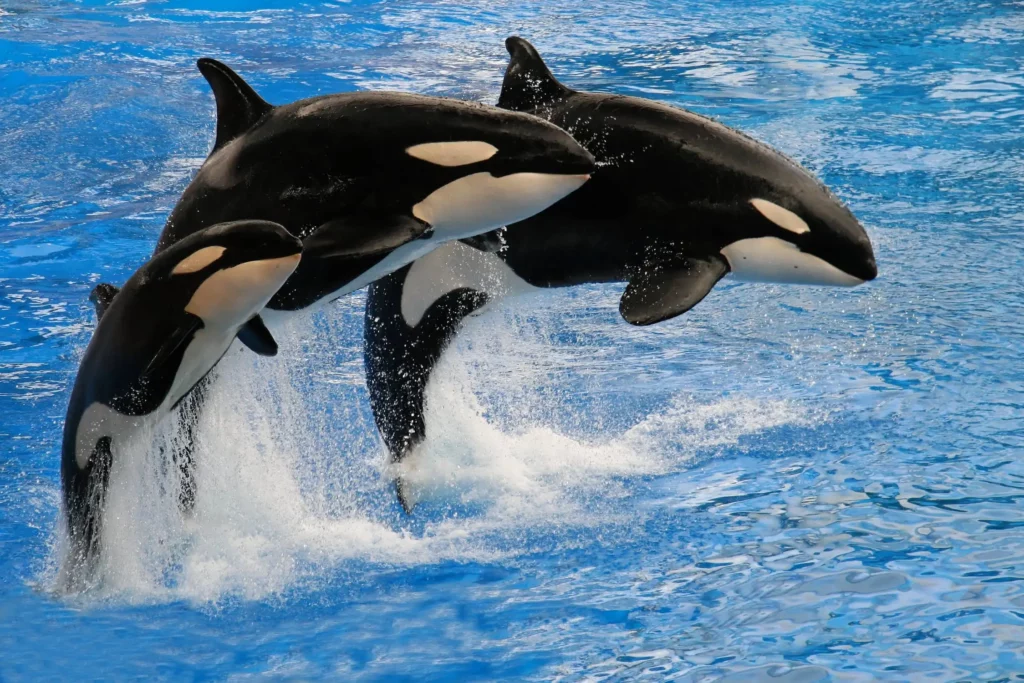 Tre orche di diverse età che nuotano insieme: dalla mamma al più piccolino