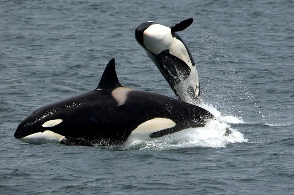 Due orche: una mamma e un piccolo che nuotano insieme e il piccolo che si tuffa sulla mamma.